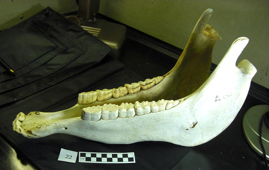 A-B%20spec%2022%20whole%20jaw.jpg