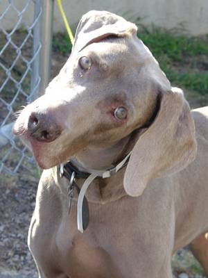 weimaraner.jpg