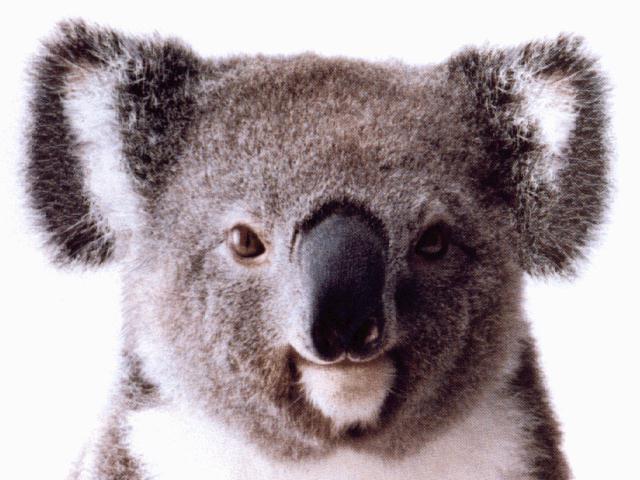 koala.jpg