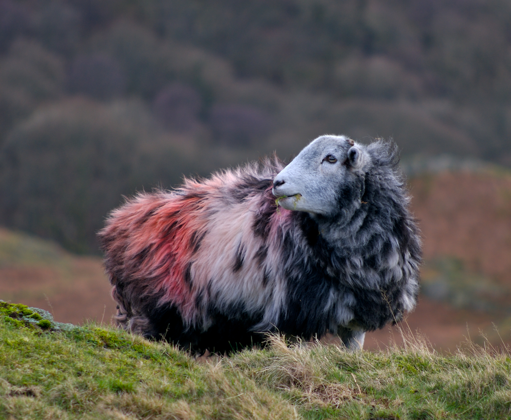 sheepred.jpg
