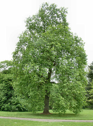 tulip_tree.jpg