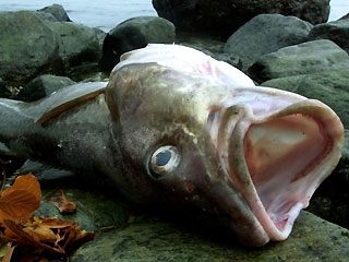 2_62_pollution_fish.jpg