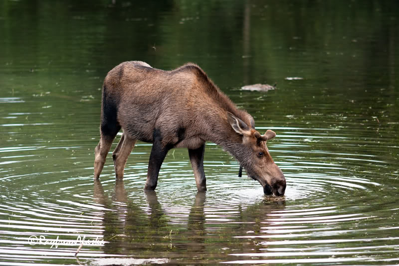 Moose_3138.jpg