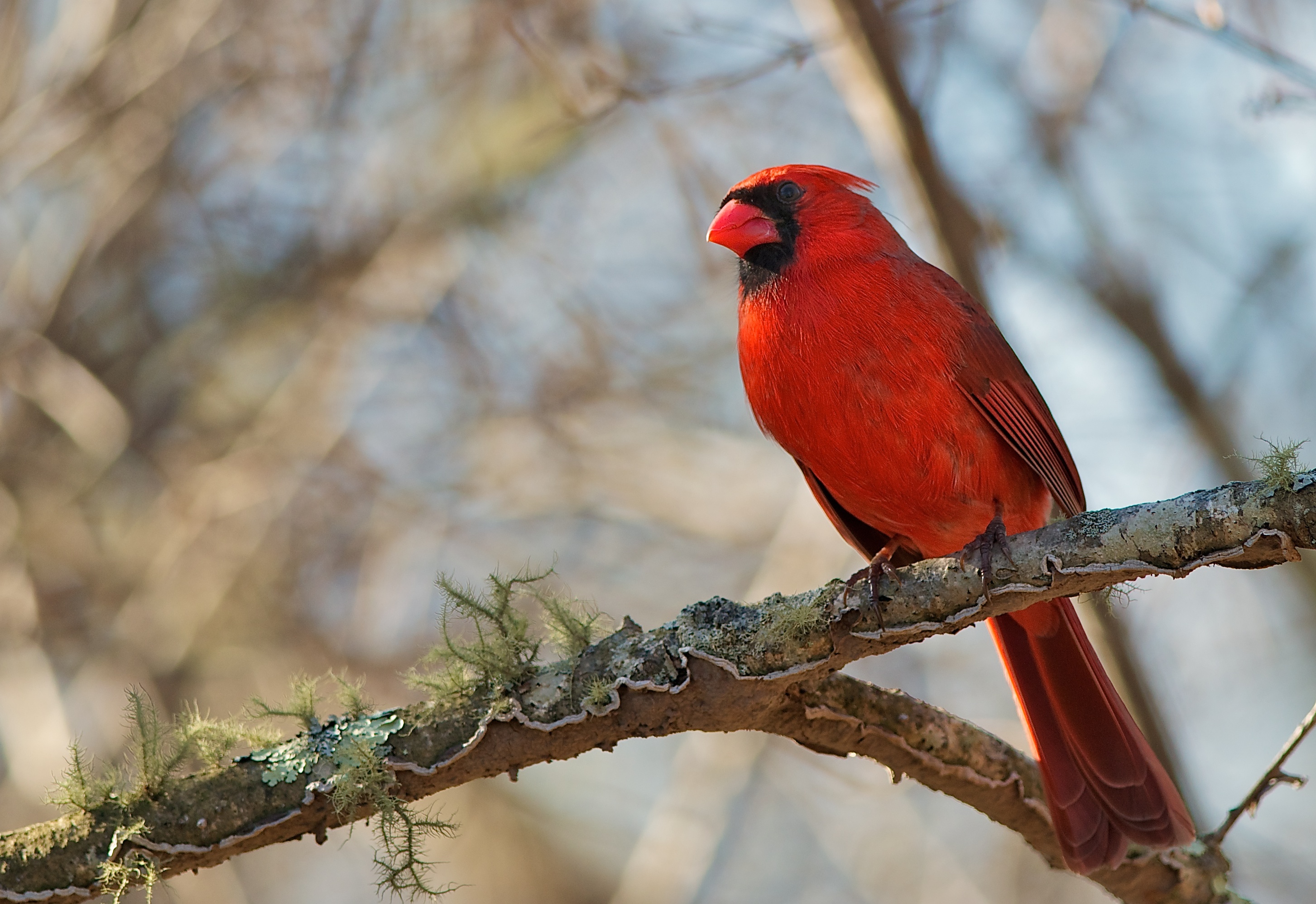 northerncardinal.jpg