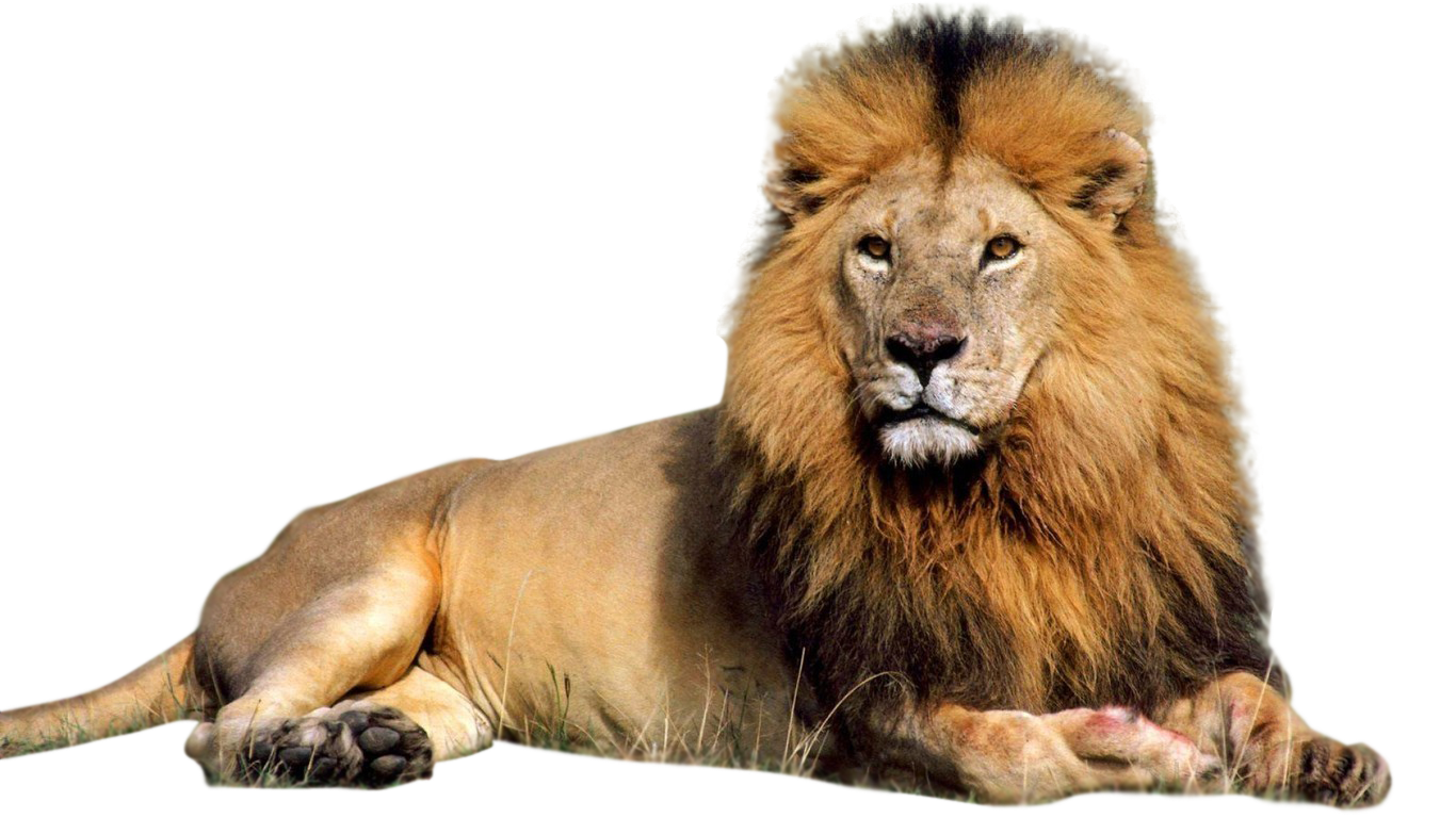 Lion-PNG-Clipart.png
