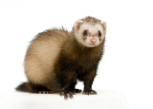 ferret.jpg