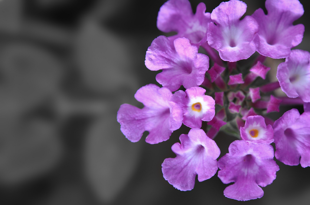 6860256097_ac3e645dbb_b.jpg