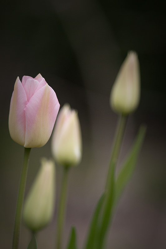 lente0000.jpg
