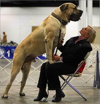 biggest_english_mastiff2_answer_1_xlarge.jpeg
