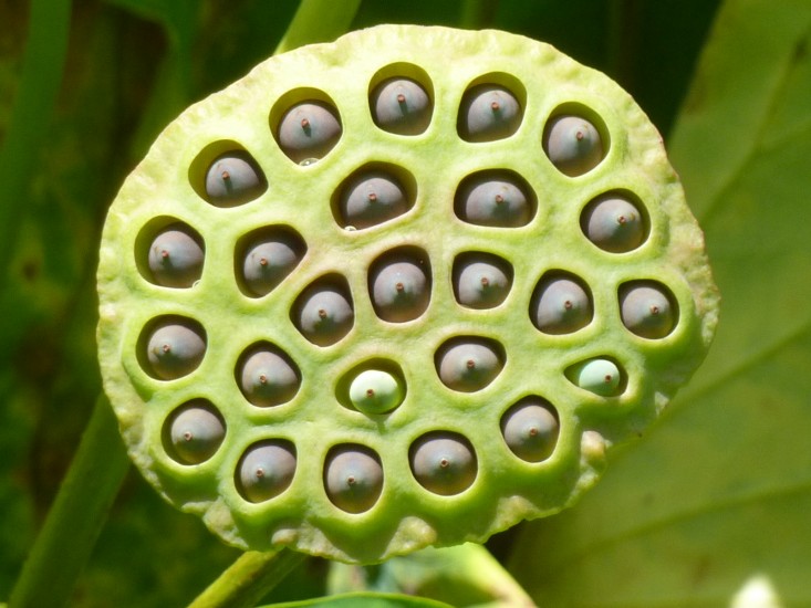 trypophobia-lotus-1.jpg