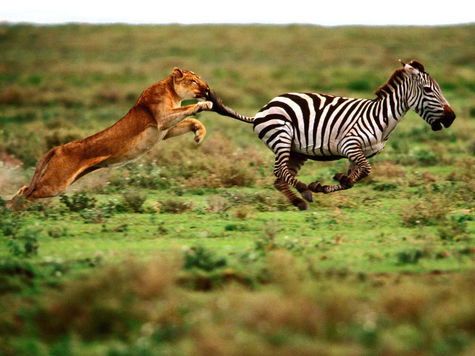The-Attack-Lioness-and-Zebra.jpg