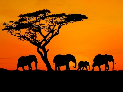 safari.elephants.africa.JPG