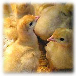 Chick.jpg