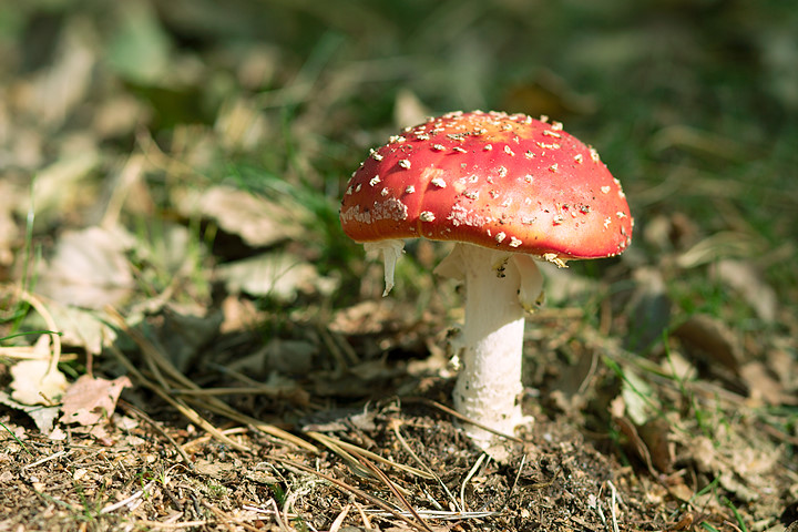 herfst0002.jpg