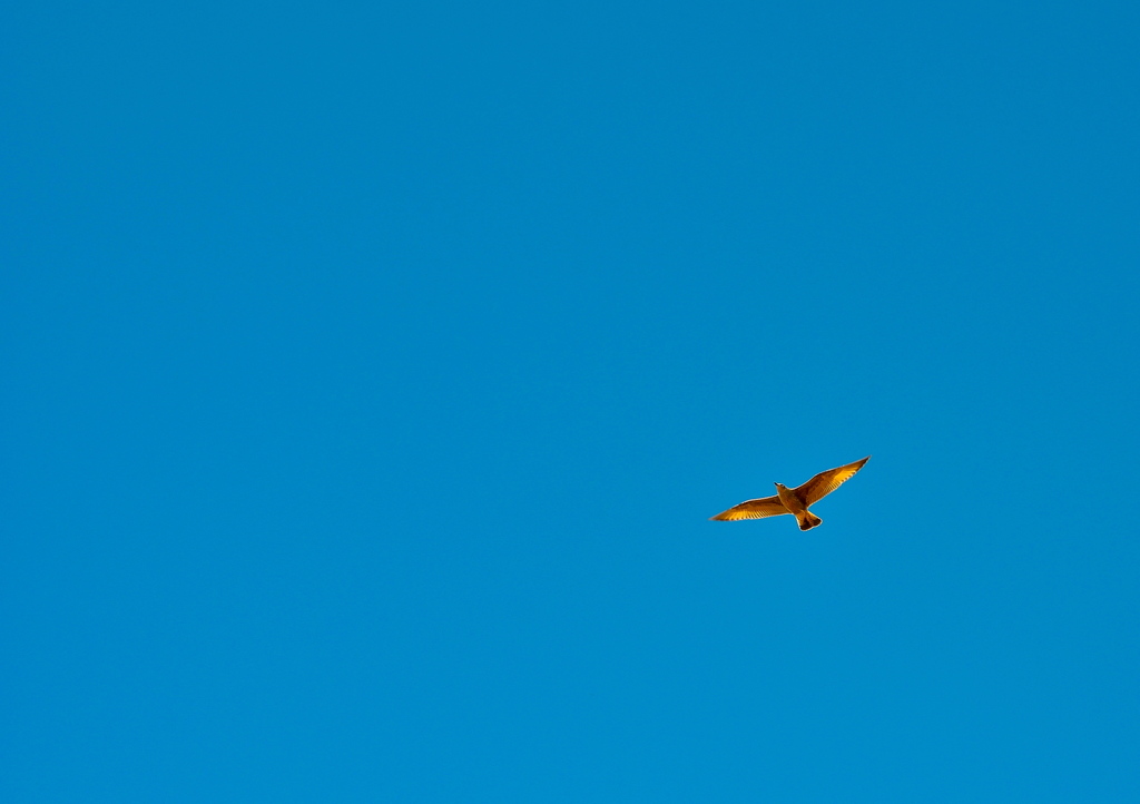 dsc5414e.jpg