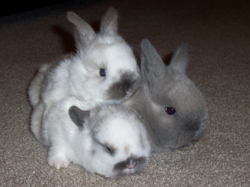 leap_bunnies_rer.jpg
