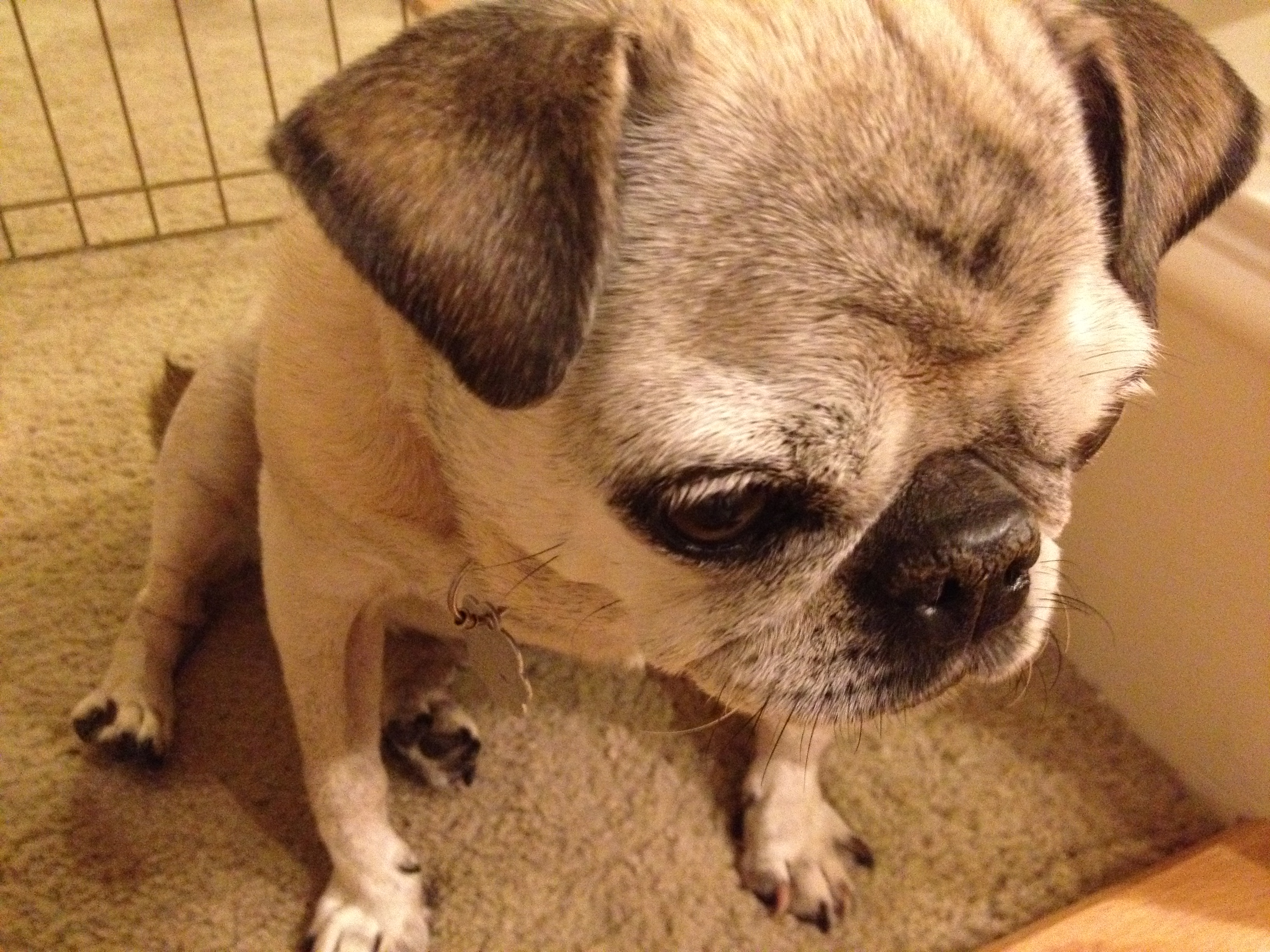pug2o.jpg