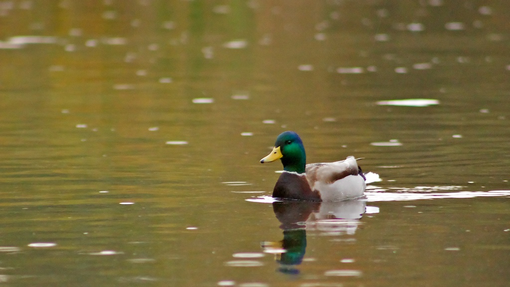 Rainy%20Day%20Duck.jpg