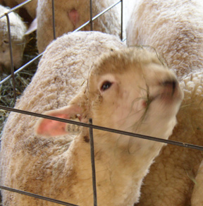 ChewingSheep.jpg
