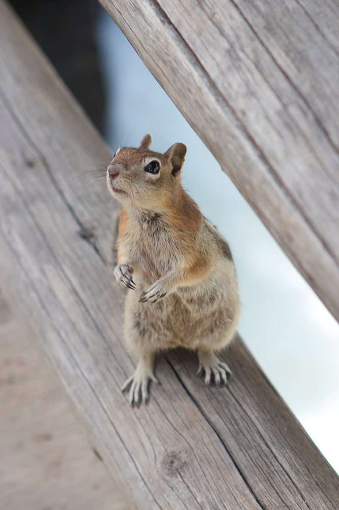 squirrel.jpg