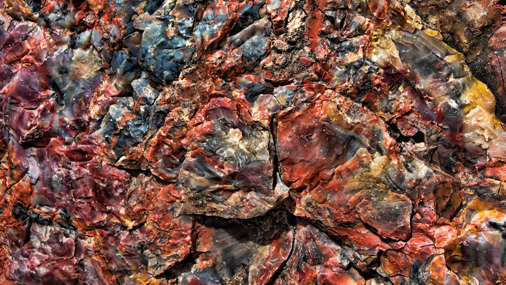 petrified-wood.jpg