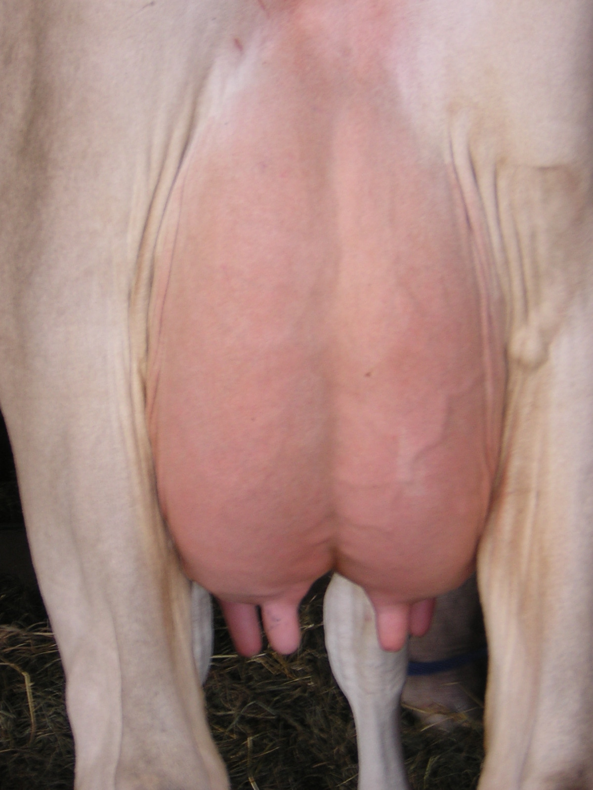 udder2.JPG