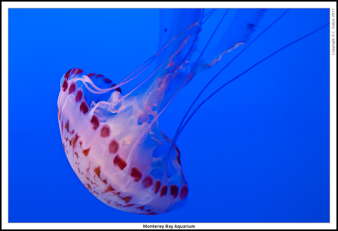 Monterey+Bay+Aquarium-8016.jpg