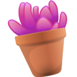 succulentthrive.com