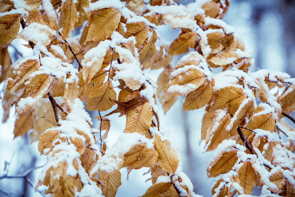 Snow%2002-13-2014-26-XL.jpg