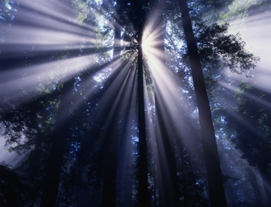 light-rays-thru-trees.jpg