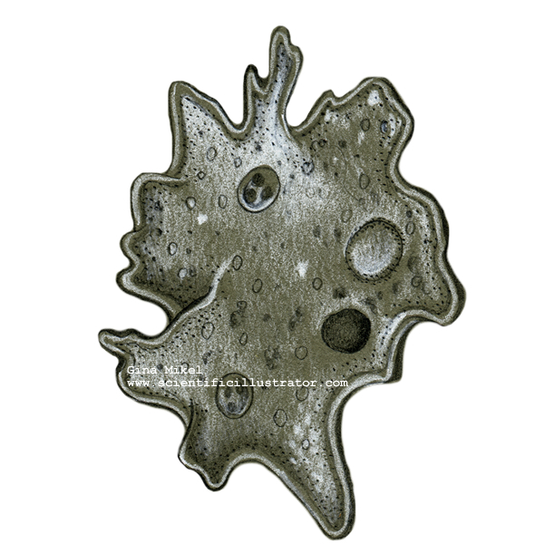 amoeba.jpg