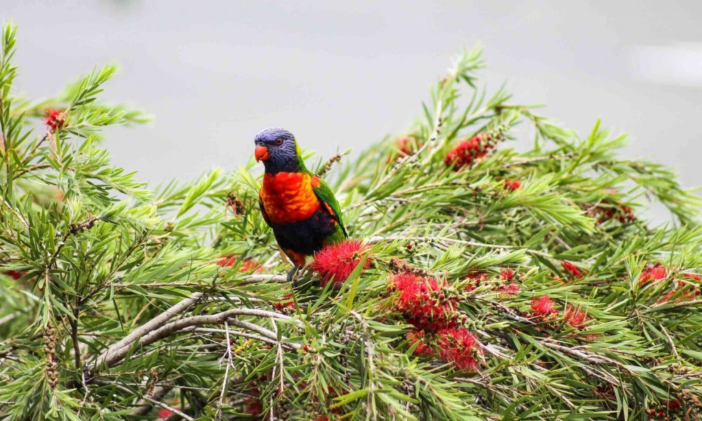 Rainbow-Lorikeet-Australian-bird-1024x614.jpg