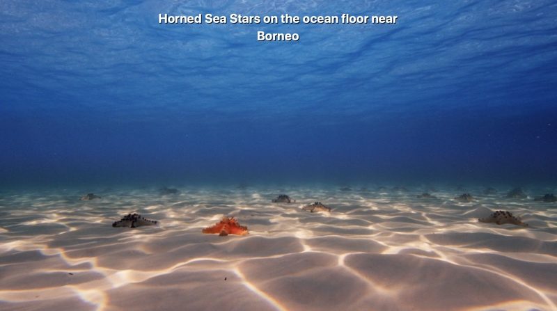 seastarscreensaver-800x447.jpg