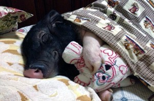 Happy-As-A-Pig_In-A-Blanket-300x198.jpg