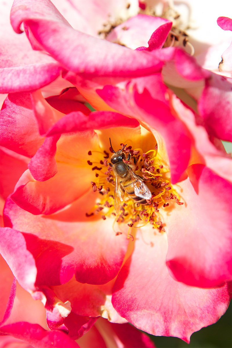 honeybee2.jpg