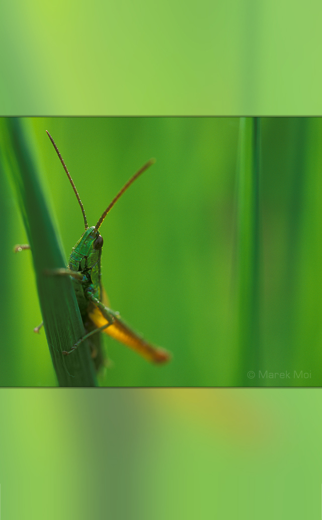 Nature's_Beauty_pic01@2x.jpg