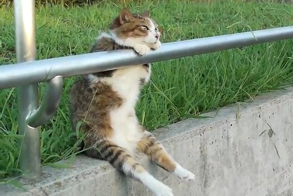 Cat-sitting-on-the-railing.jpg