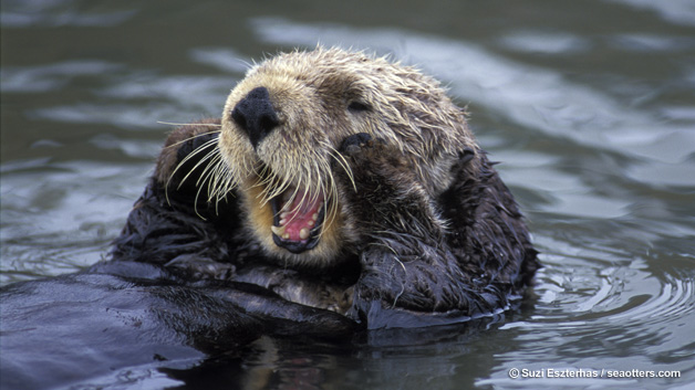 628x353-otter-cu-yawn.jpg