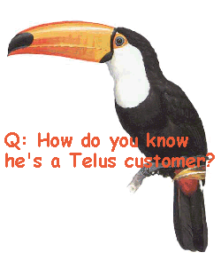 toucan.gif