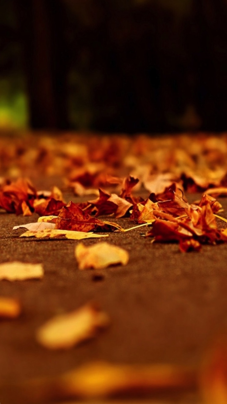 fall_leaves_closeup_iP6.jpg