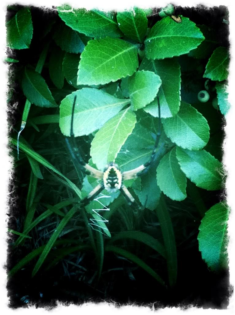 Spider.jpg