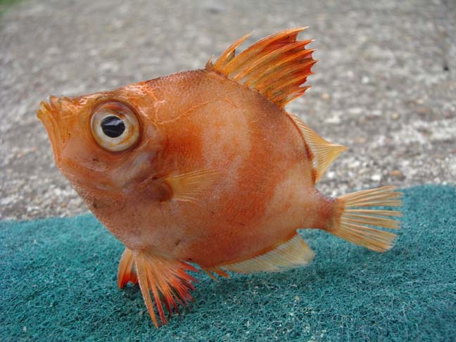 Boar-Fish.jpg