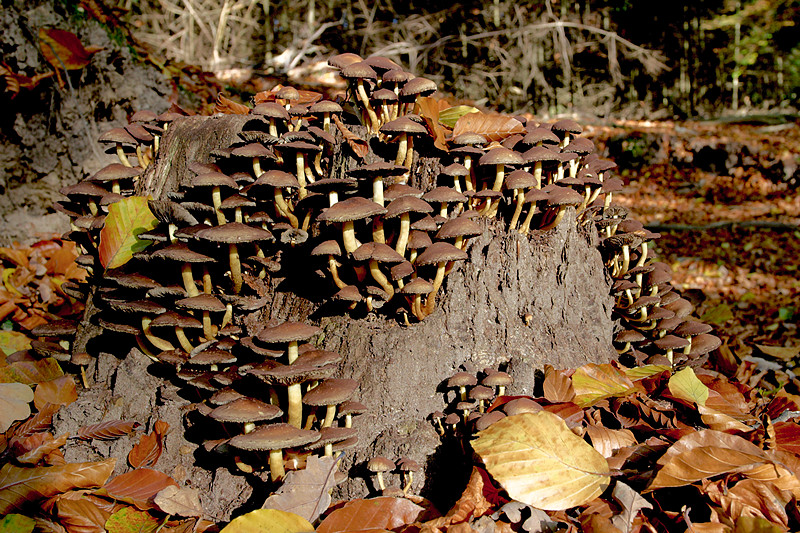 herfst-0010.jpg