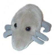 dustmite.jpg