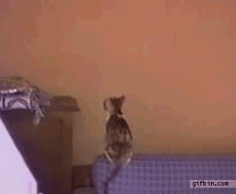 1287682336_cat-climbs-on-wal.gif