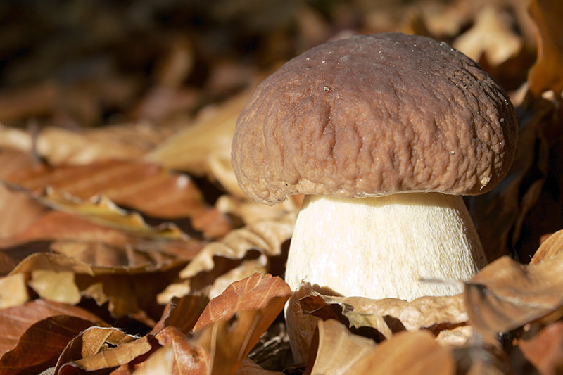 herfst-0013.jpg