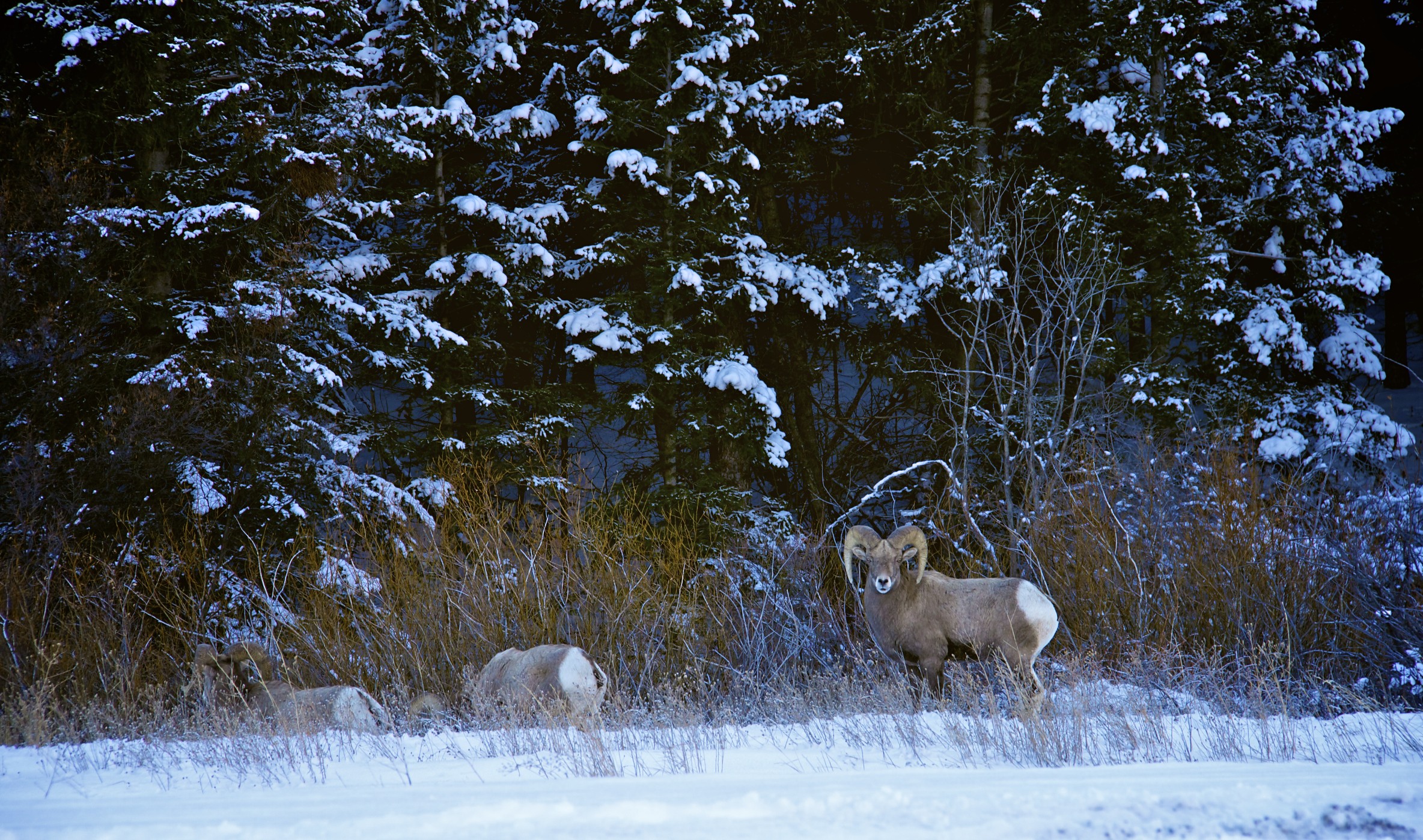 bighornsheep2585.jpg