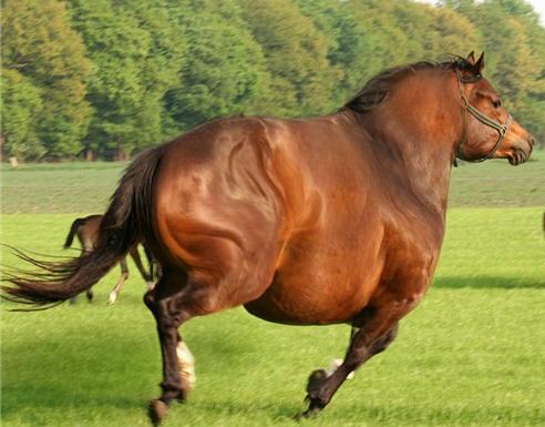 fat-horse.jpg