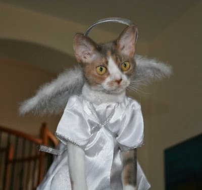 Angel2.jpg