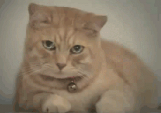 N9CmNNg.gif